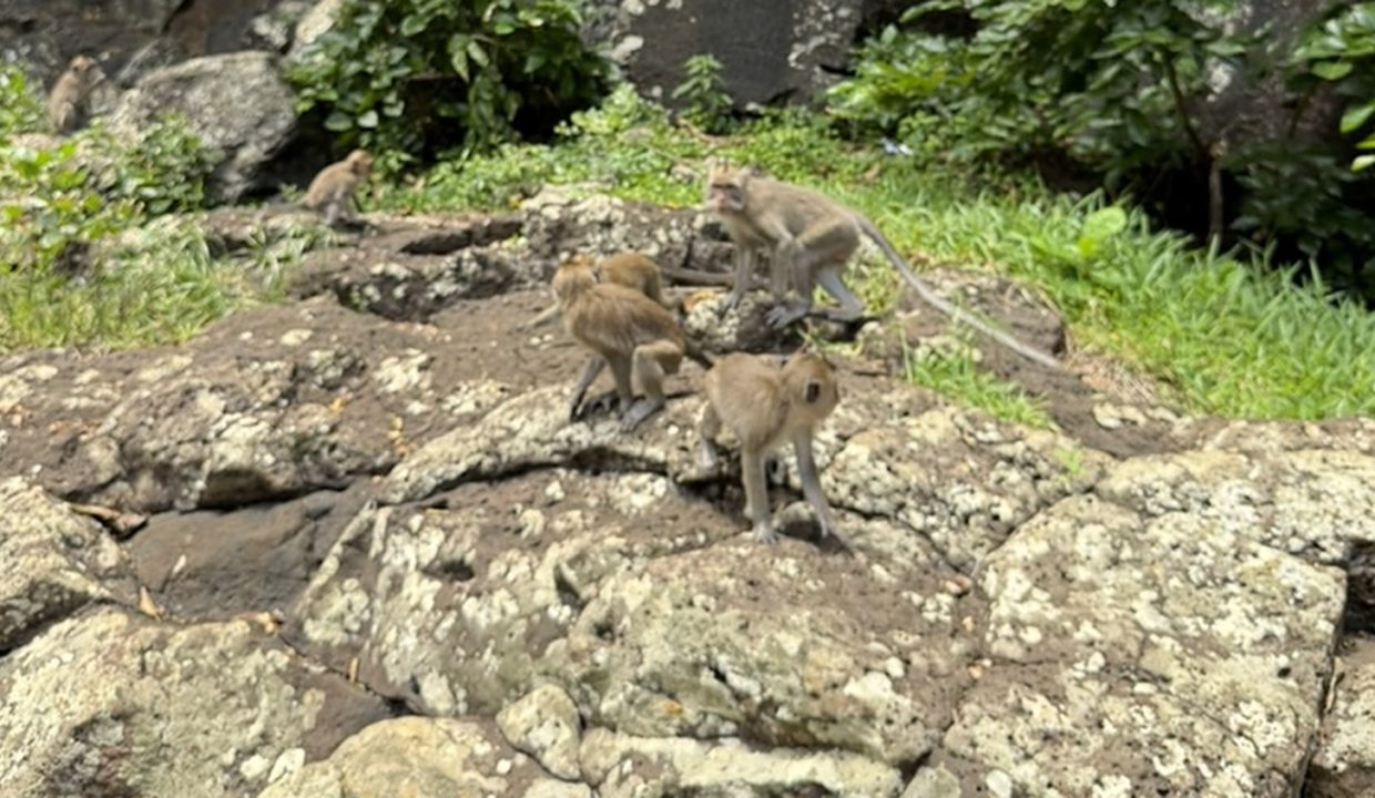 Galerie - Macaques près de la cascade