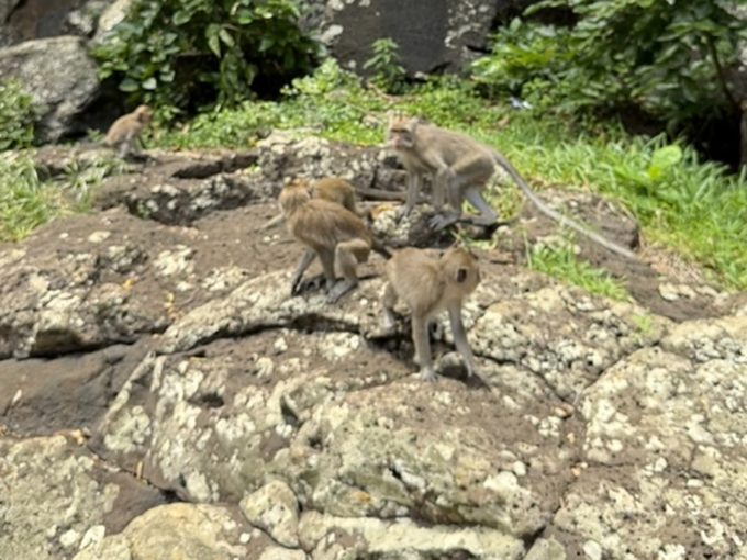Galerie - Macaques près de la cascade