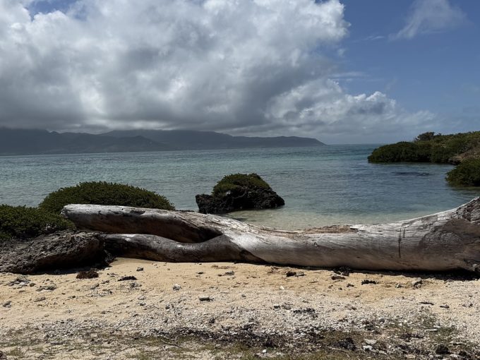 Galerie - Tronc d'arbre sur la plage de l'Île au Phare