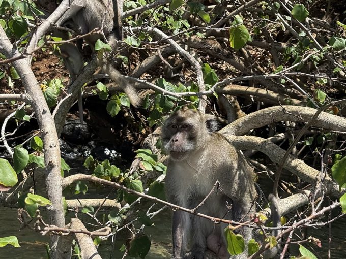 Galerie - Singe au bord de la rivière