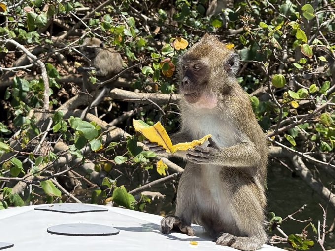 Galerie - Singe avec une banane