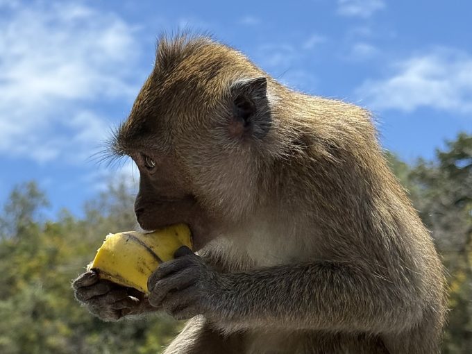 Galerie - Singe qui mange une banane