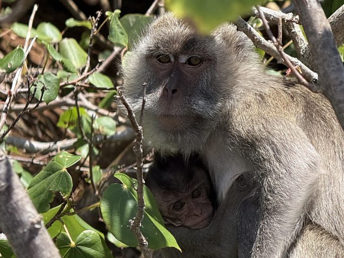 Galerie - Singe et son petit