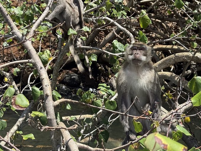 Galerie - Singe sur la berge