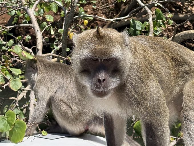 Galerie - Singes sur le bateau