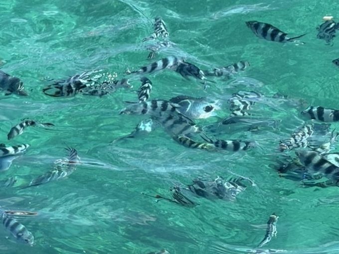 Galerie - Poissons du lagon en snorkeling
