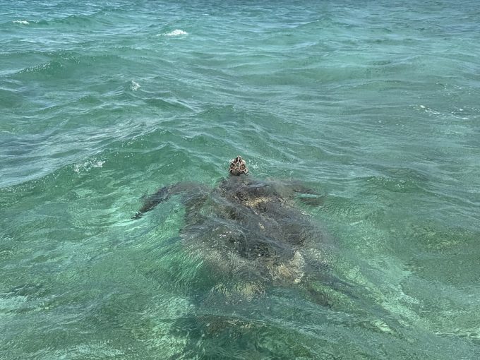 Galerie - Tortue marine dans le lagon