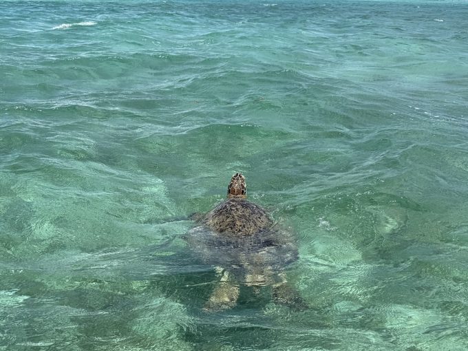 Galerie - Tortue près du bateau